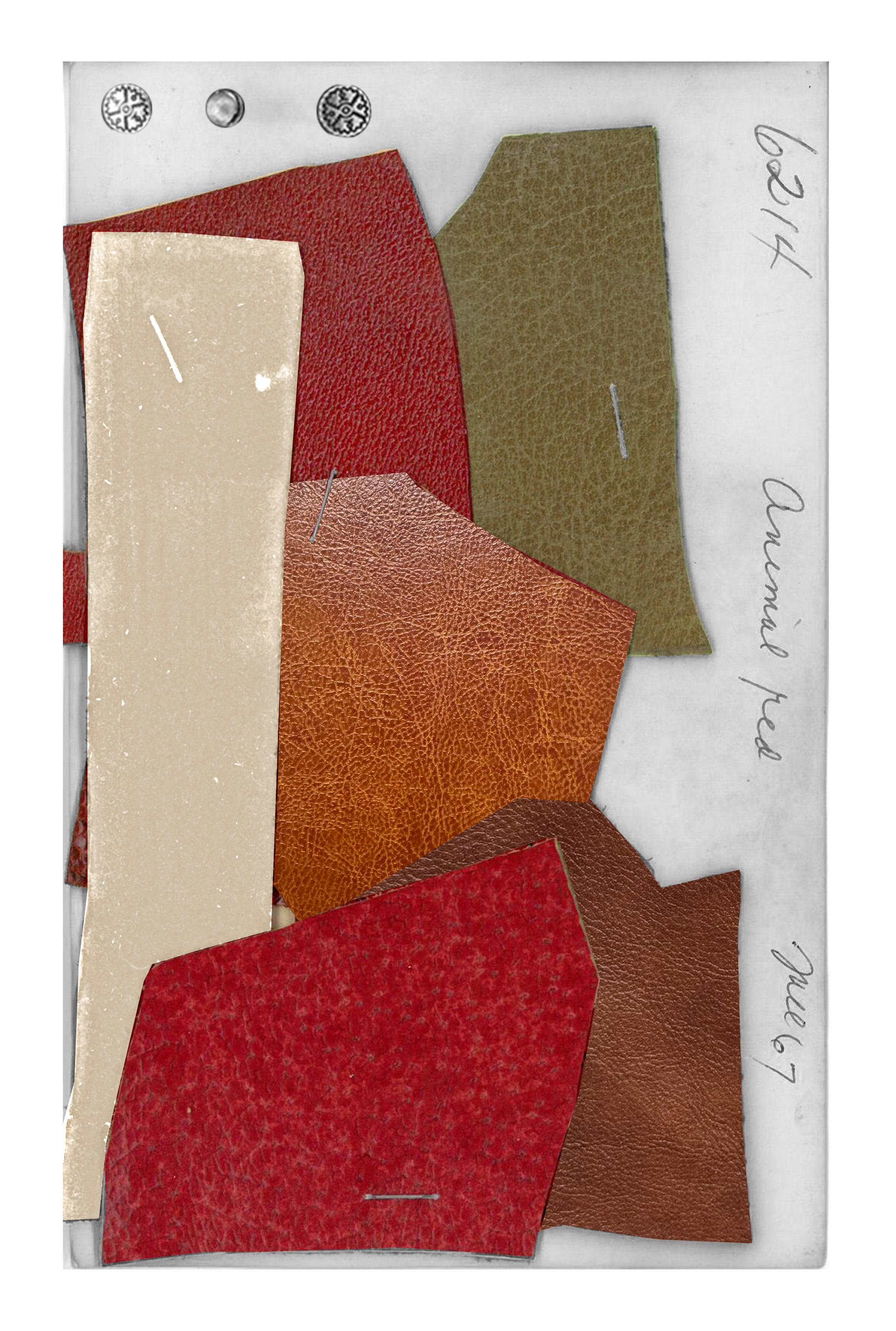Roidy Collection